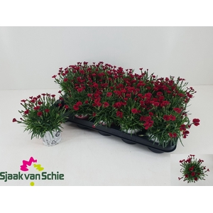 DIAN GRA PIL BER RED