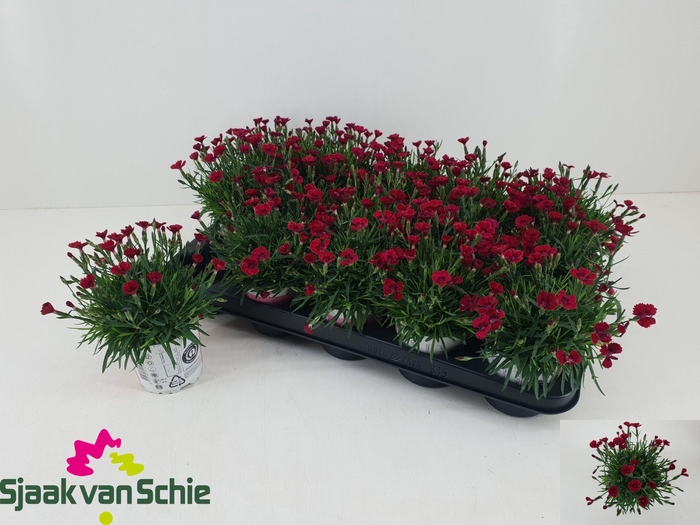 <h4>DIAN GRA PIL BER RED</h4>