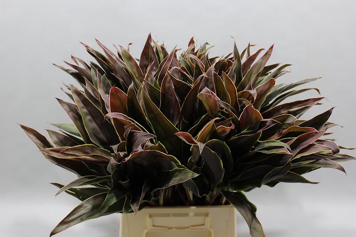 Cordyline Tips Cappucino 55 Cm