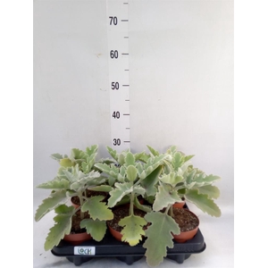 Kalanchoe NF beharensis