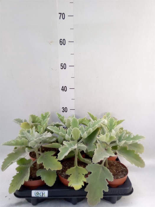 <h4>Kalanchoe NF beharensis</h4>