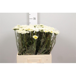Leuc Vulg White