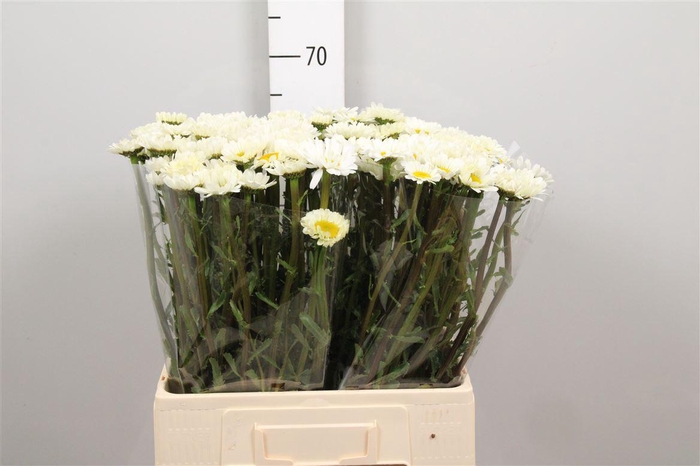 <h4>Leuc Vulg White</h4>