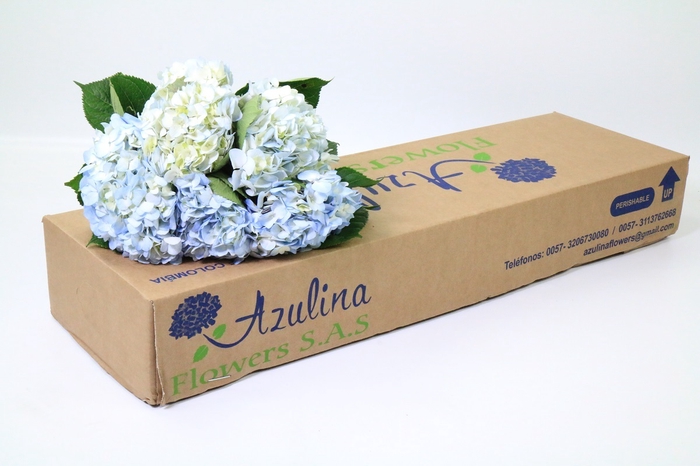 <h4>Hydrangea blue light</h4>