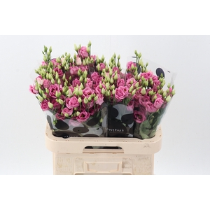 Eus G Rosi Rose Pink