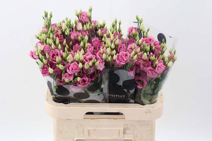 <h4>Eus G Rosi Rose Pink</h4>
