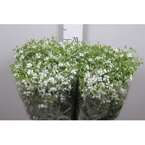 Saponaria Bs Ov Wit