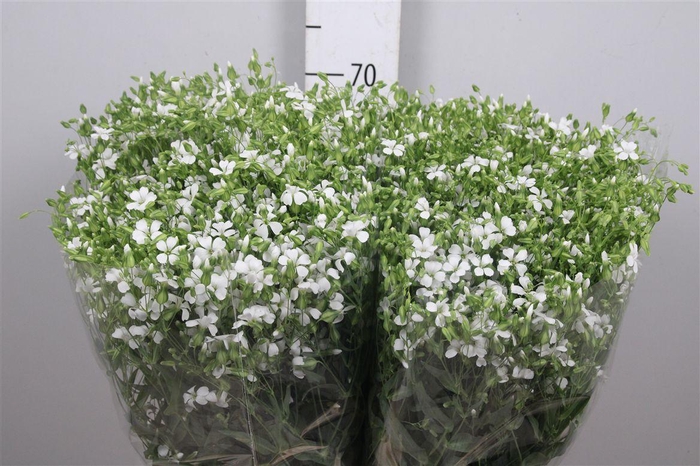 <h4>Saponaria Bs Ov Wit</h4>
