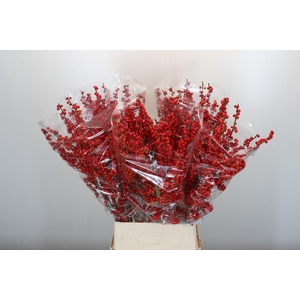 Ilex Rood