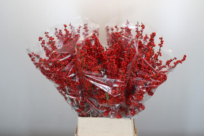 Ilex Rood