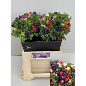 ANEM CO MONA LIS MIX