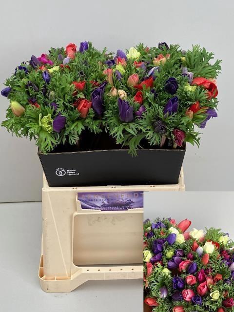 <h4>ANEM CO MONA LIS MIX</h4>