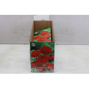 Bol Ranunculus Asiaticus Red 10 Zakjes X10