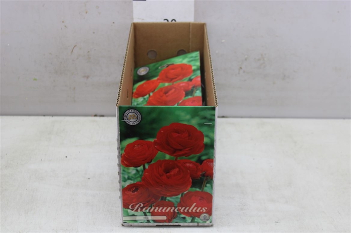 Bol Ranunculus Asiaticus Red 10 Zakjes X10