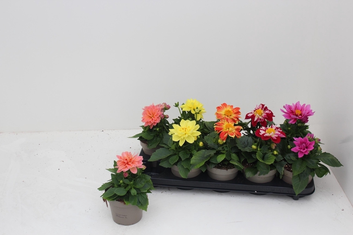 <h4>DAHL L ME GEM</h4>