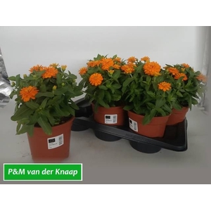 ZINNIA OV