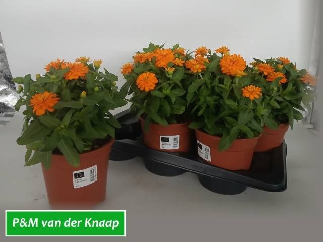 <h4>ZINNIA OV</h4>