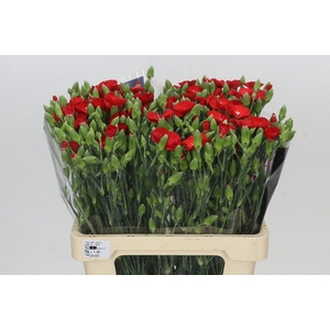 Dianthus Sp Symply Love