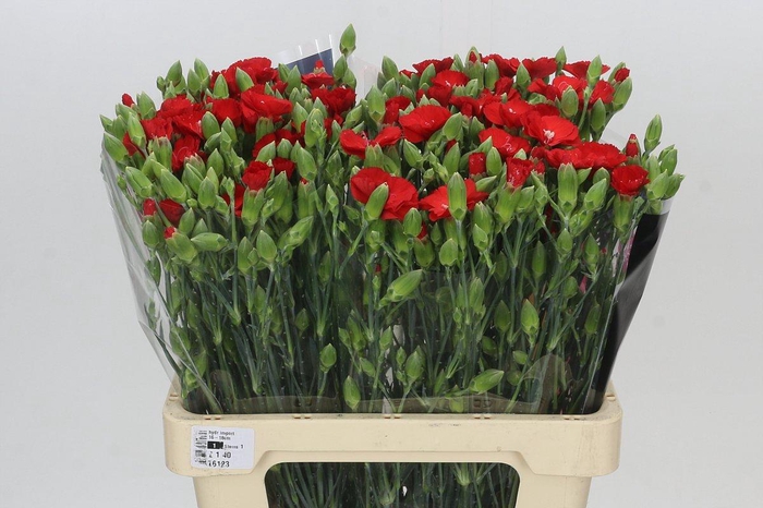 <h4>Dianthus Sp Symply Love</h4>