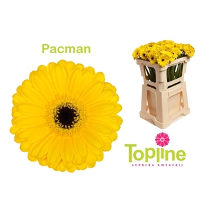 Germini Pacman