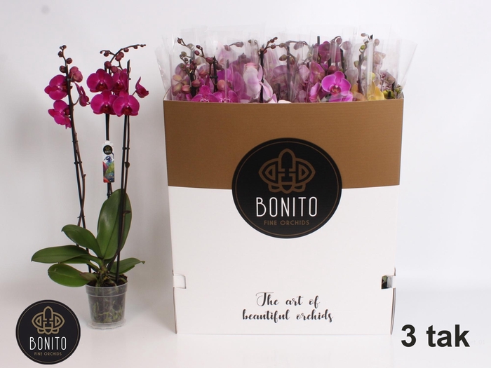 <h4>PHAL GEM 7 KL</h4>