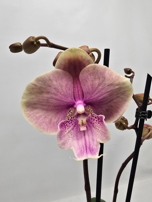 <h4>Limited 23 week 1</h4>