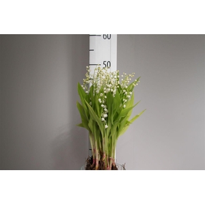 Convallaria Majalis