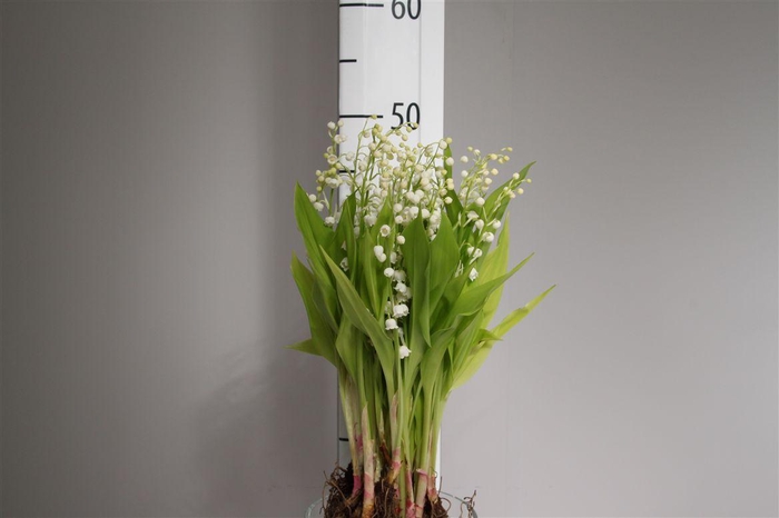 <h4>Convallaria Majalis</h4>