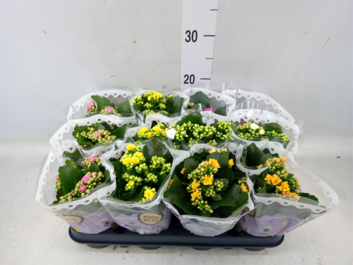 <h4>Kalanchoe blos.   ..rosebud mix  5</h4>