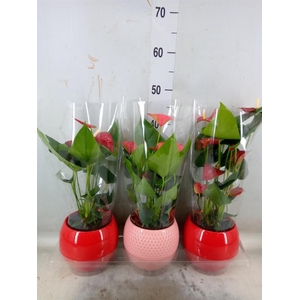 Anthurium   ...mix