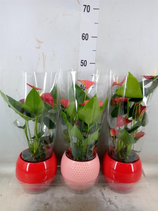 <h4>Anthurium ...mix</h4>