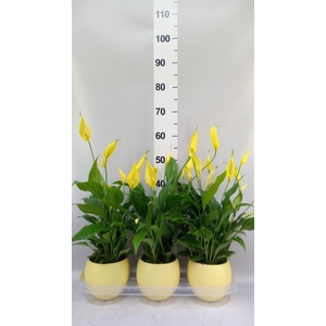Spathiphyllum  'Bellini'