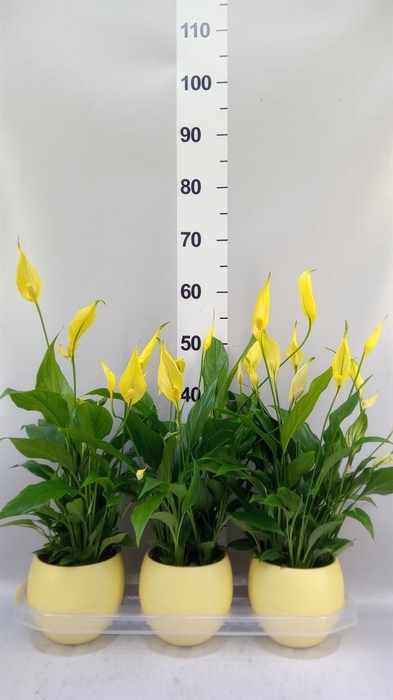 <h4>Spathiphyllum  'Bellini'</h4>