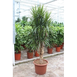 Dracaena marginata
