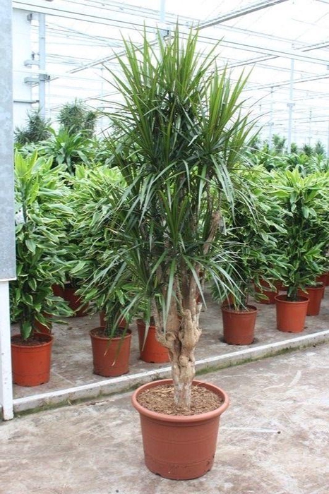 <h4>Dracaena marginata</h4>