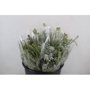 Phillica Herbs P Bunch