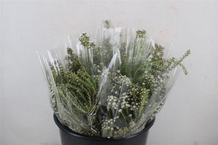<h4>Phillica Herbs P Bunch</h4>