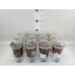 Aquariumplanten   ...mix