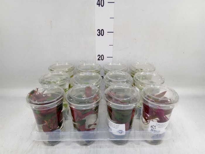 <h4>Aquariumplanten   ...mix</h4>