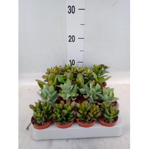 Crassula   ...mix