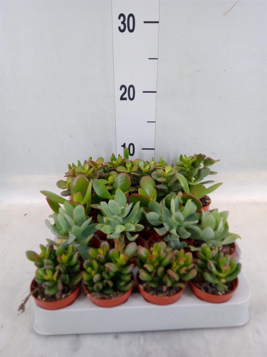 <h4>Crassula   ...mix</h4>