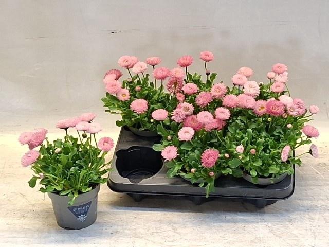 <h4>BELLIS PERENNIS</h4>