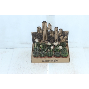 CACTUS GYMNOCALYCIUM MIHANOVICHII P06