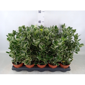 Euonymus fortunei 'Silver Queen'