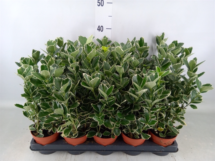<h4>Euonymus fortunei 'Silver Queen'</h4>