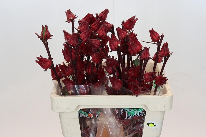 <h4>Hibiscus Eden Red</h4>