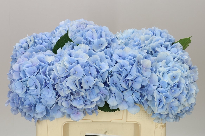 <h4>Hyd Verena Blue Pale</h4>