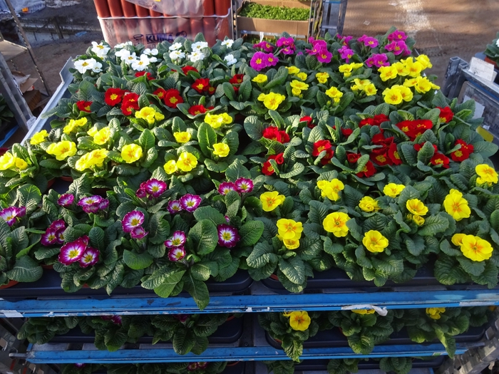 <h4>PRIM AC MIXK</h4>