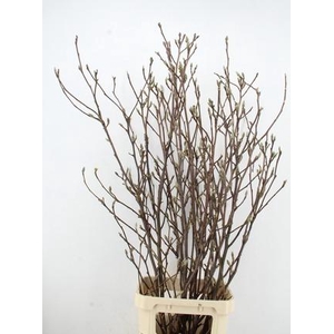 MAGNOLIA GRANDIFLORA GRILLIG X8