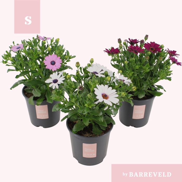 <h4>Osteospermum</h4>